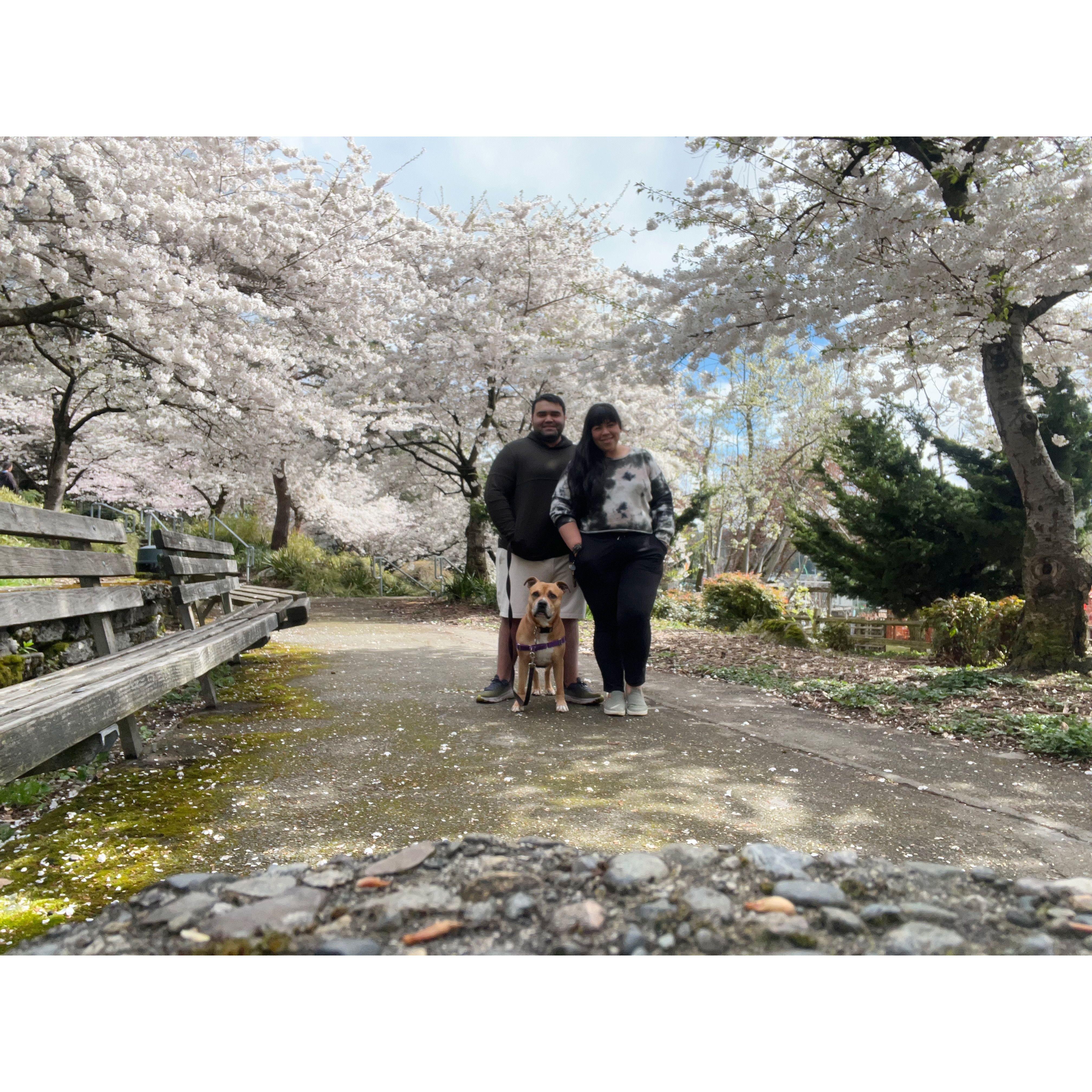 our favorite time of year, cherry blossoms