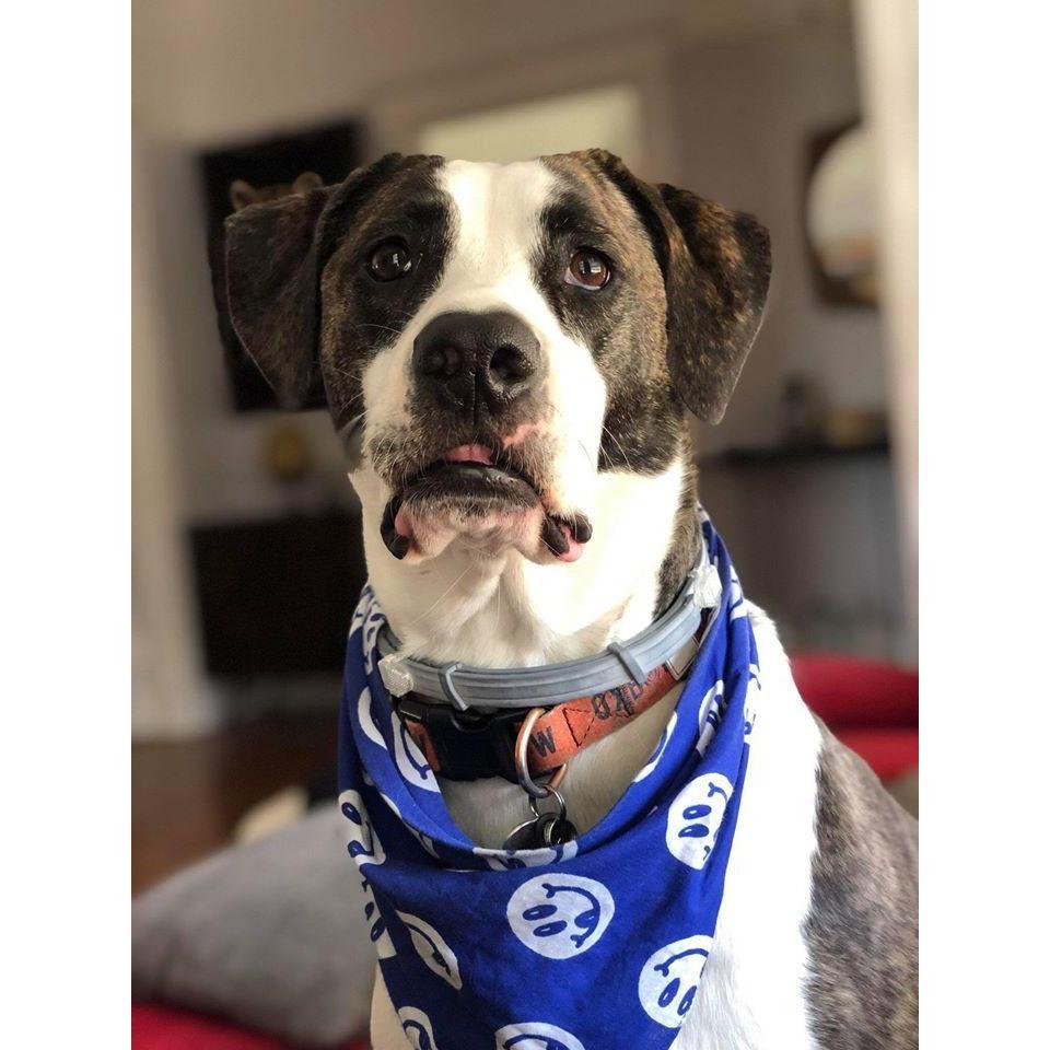 Our fur daughter, Olivia Benson.