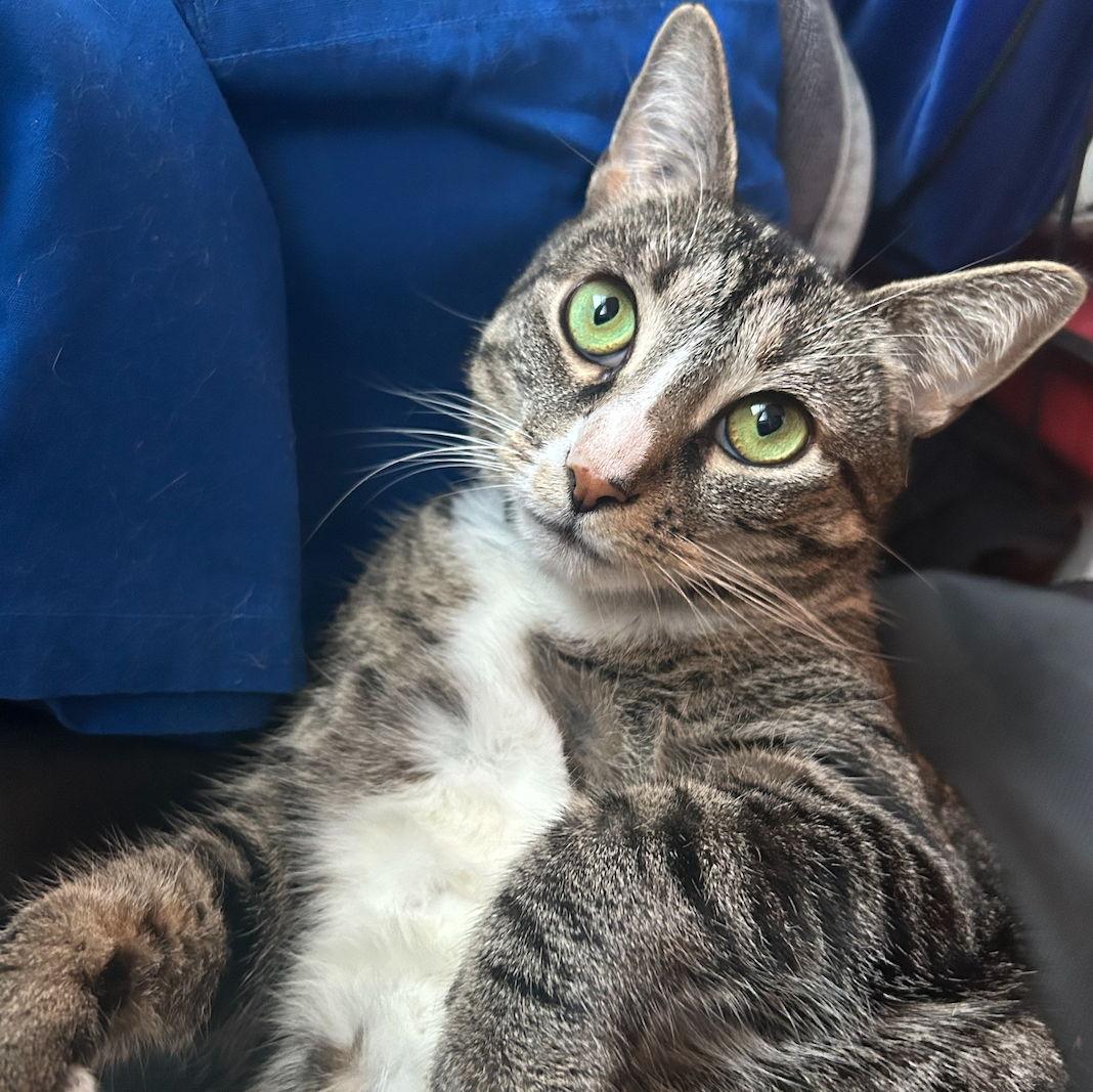 Our Kitty "Shelly"