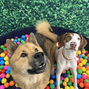 Pet Hotel For Our Honeymoon