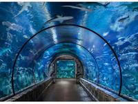 Shark Reef & Aquarium at Mandalay Bay