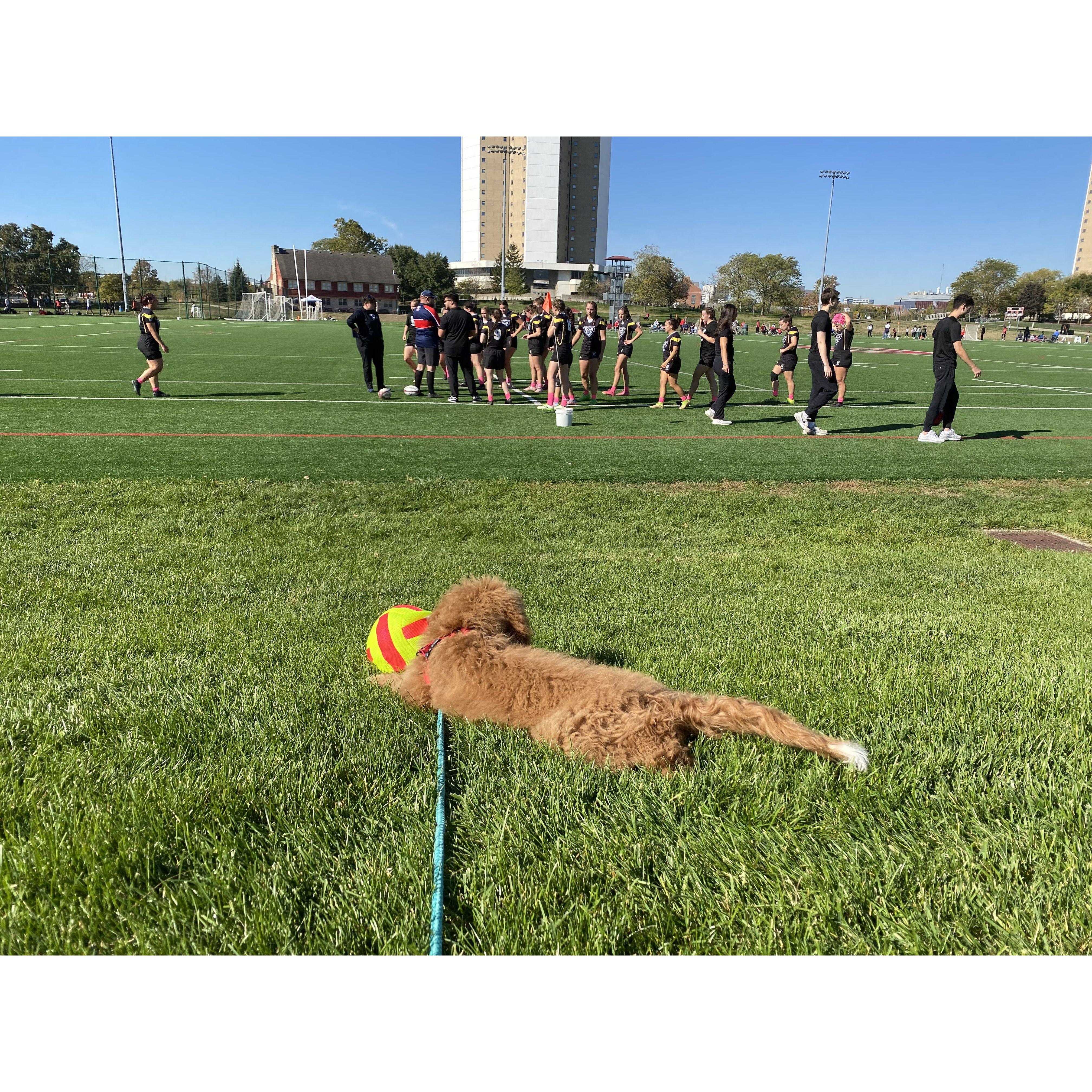 Whiskey watches mom play rugby (ie. ate the grass at Allie's game)
