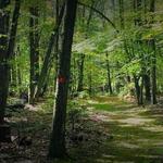 Rheinstorm Hill Audubon Hike