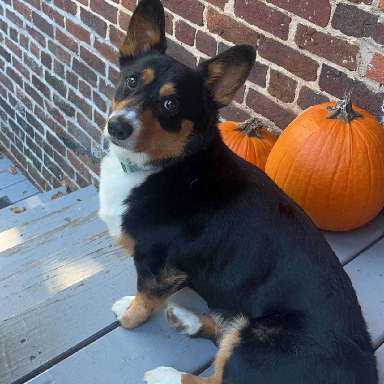Our first child, Koda.