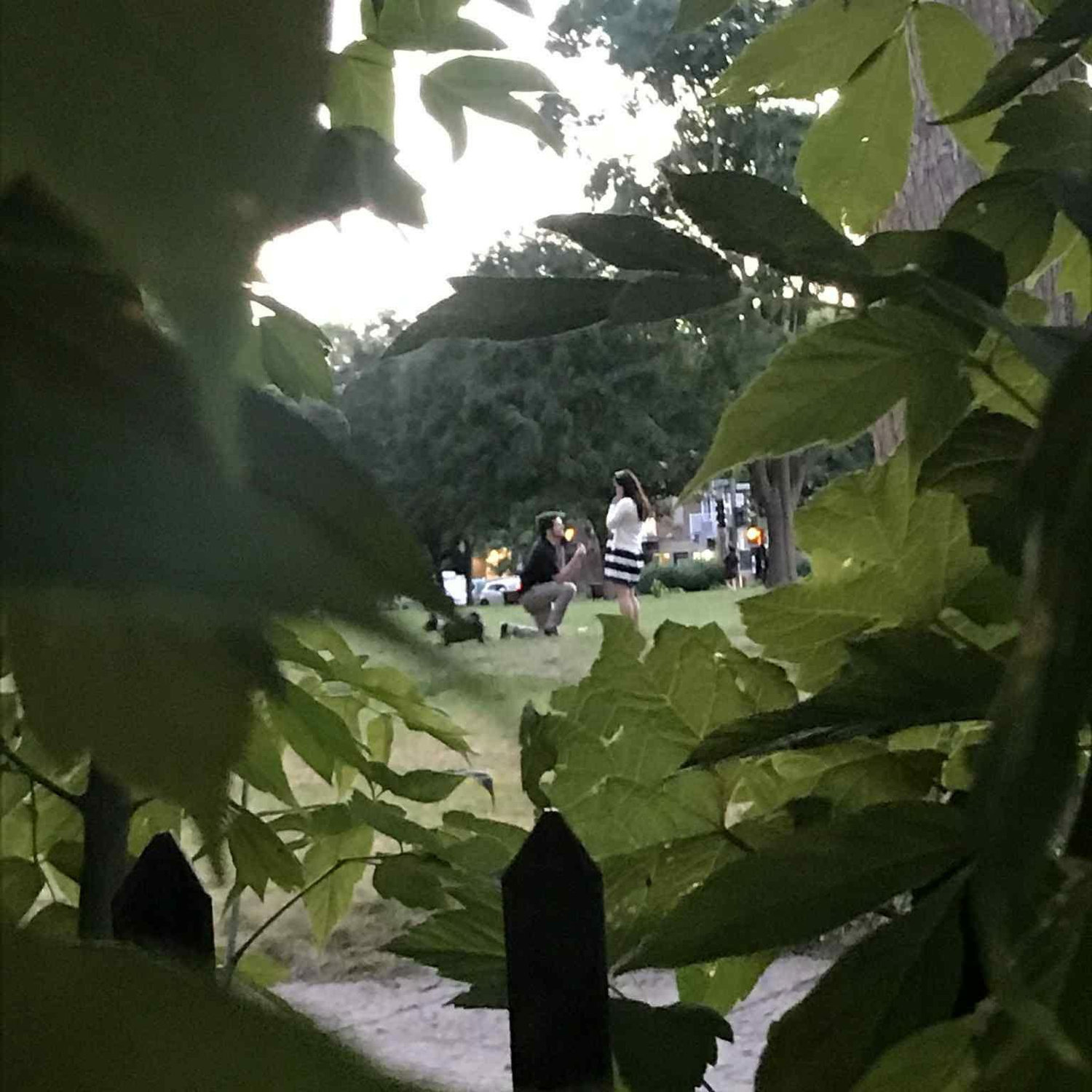 July 31, 2025 - Proposal in the park!!! (Astrid and Tommy hid in the bushes to deliver Pixel at the right moment and take some pics)