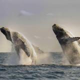 Whale Watching