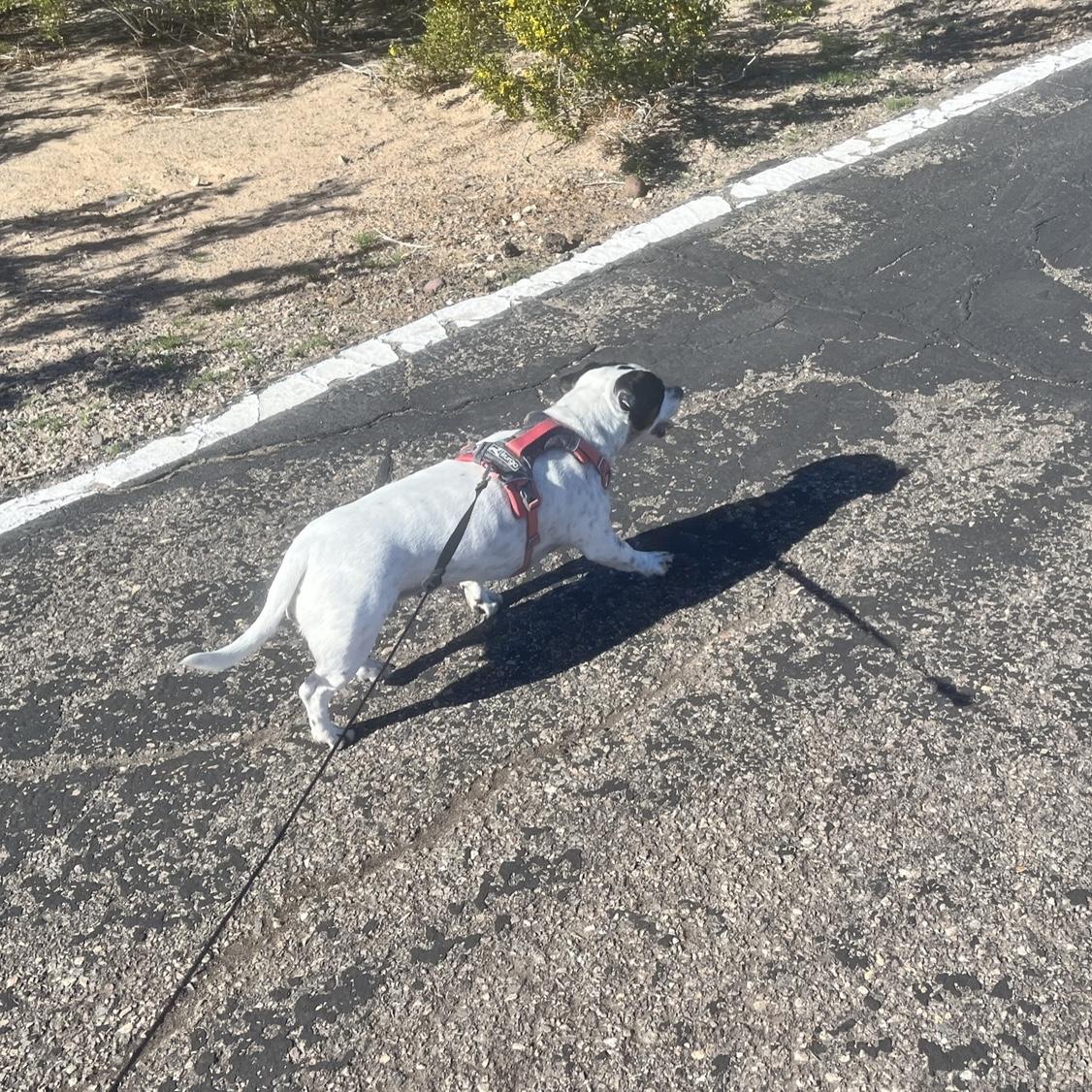 Hazel getting her steps in