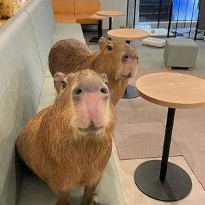 Capybara Cafe