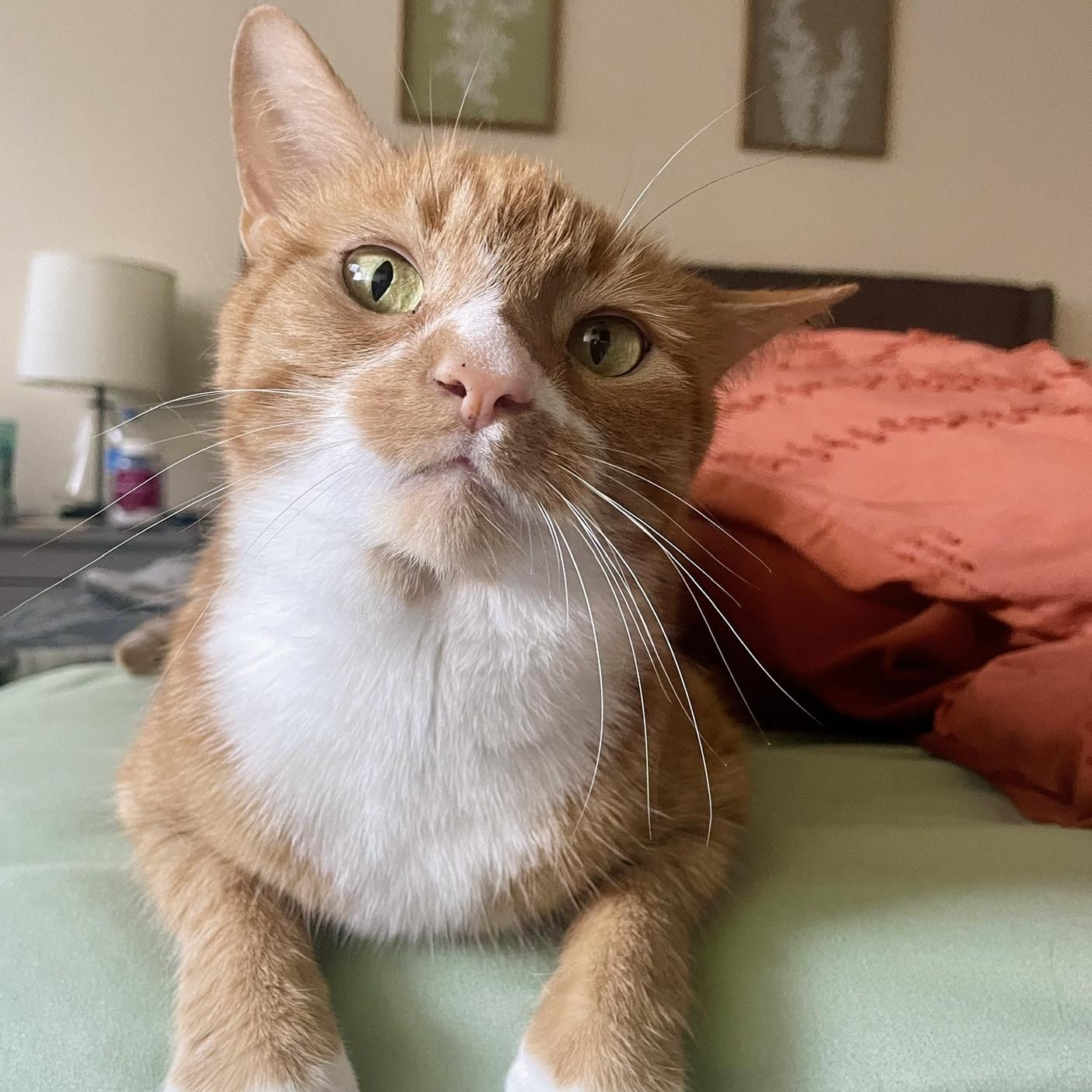 We adopted our first baby, Pumpkin, in June of 2024🧡