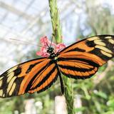 Butterfly Wonderland