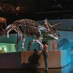 Houston Museum of Natural Science