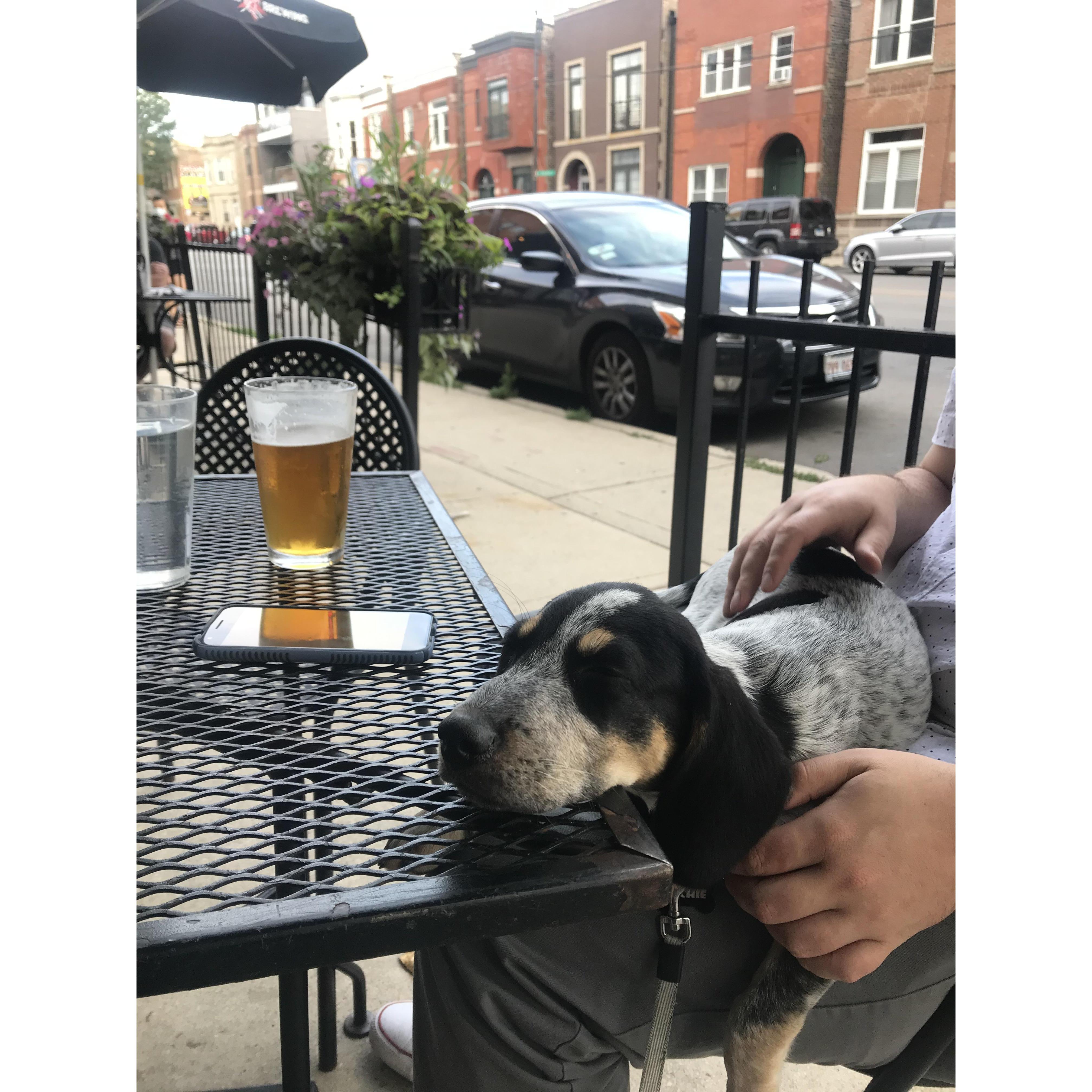 Archie Hanging on Patios in Chicago