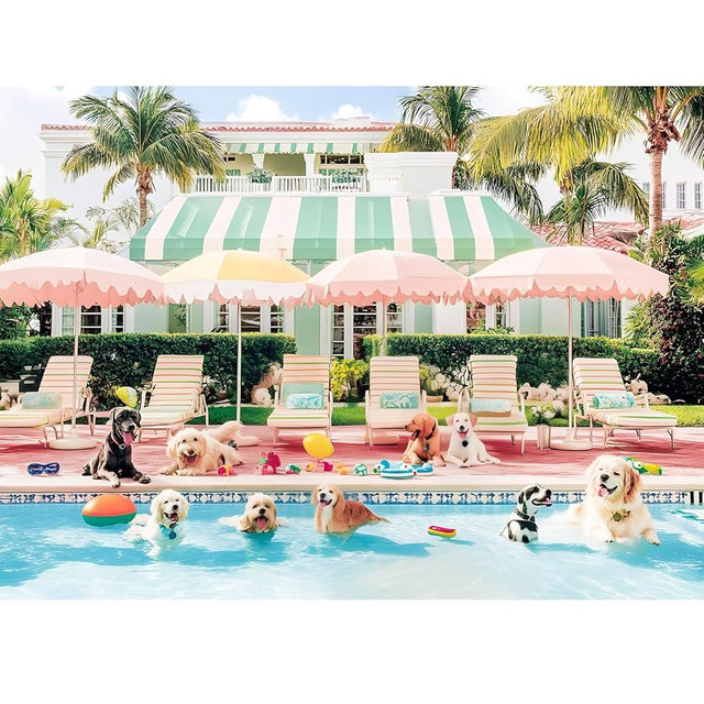 Jigsaw Puzzles 500 Pieces for Adults Puppy Swimming Pool Challenging Jigsaw Puzzle Animal Puzzles Difficult Puzzle Great Gift for Boys and Girls Family Fun Jigsaw Puzzle Game Toy 20.5x15inch