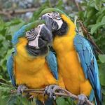 Aviario Nacional de Colombia