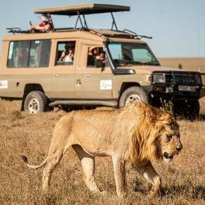 African Safari Honeymoon