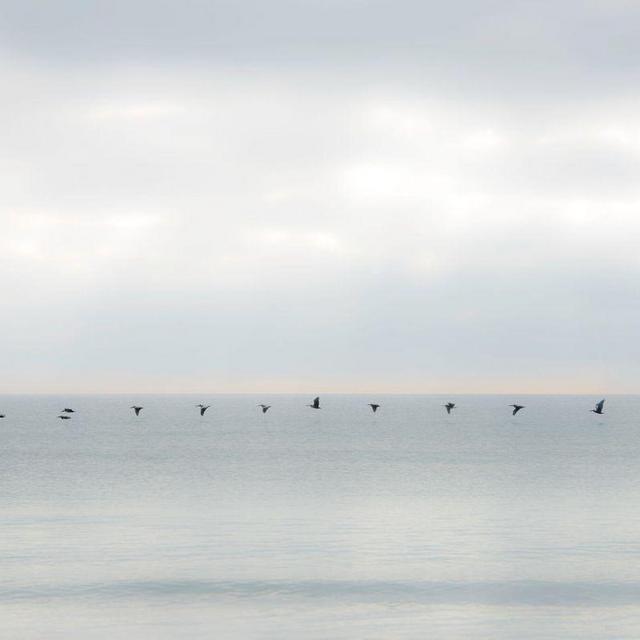 Pelicans In Flight 23w x 18h" Framed
