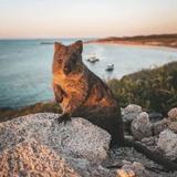 Rottnest Island