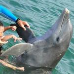 Dolphin Discovery San Jose del Cabo