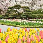 The Dallas Arboretum and Botanical Garden