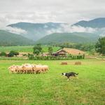 During the celebration, Paws on the Farm: Herding Adventure