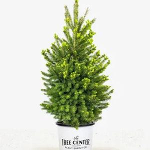 Tree Fund