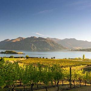 New Zealand - Wine Tasting