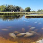 Manatee Park
