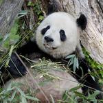 Smithsonian, museums, galleries, and zoo