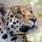 Oakland Zoo
