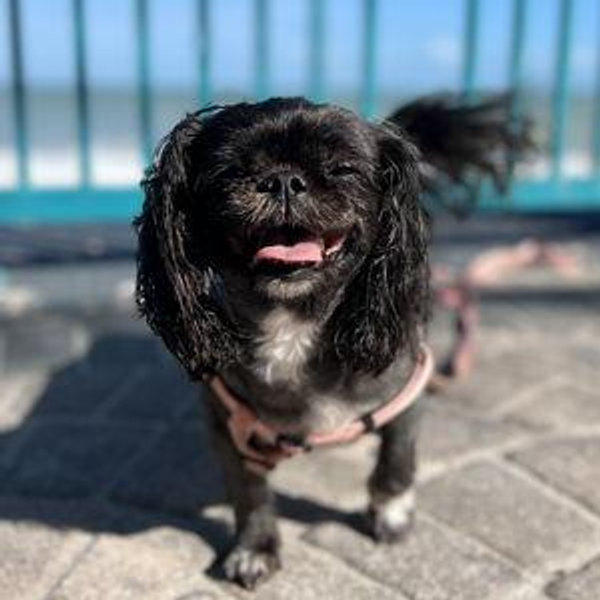 Support Mocha's Toy Toy Habit