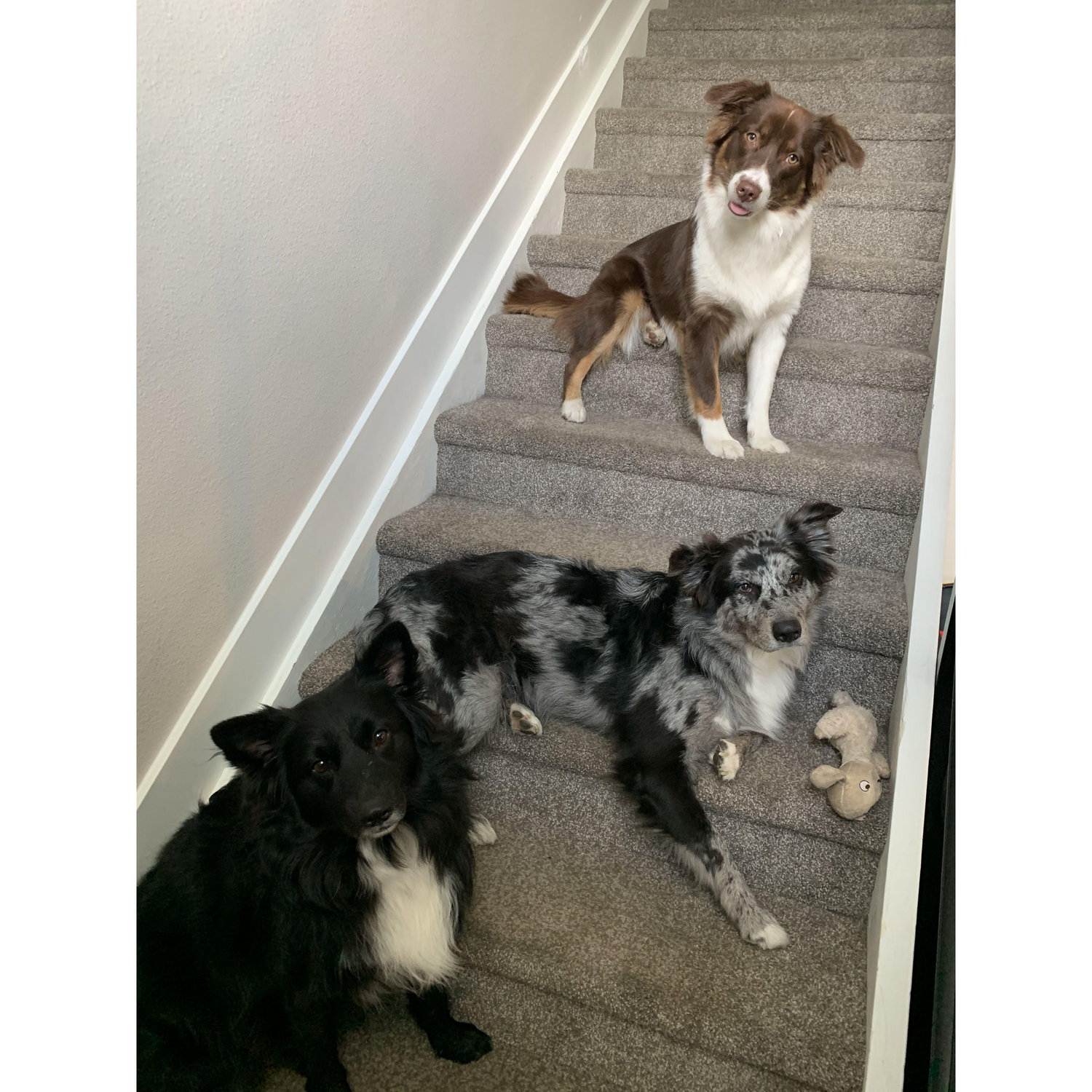 Our fur babies. (Nuestros bebes peludos.)
