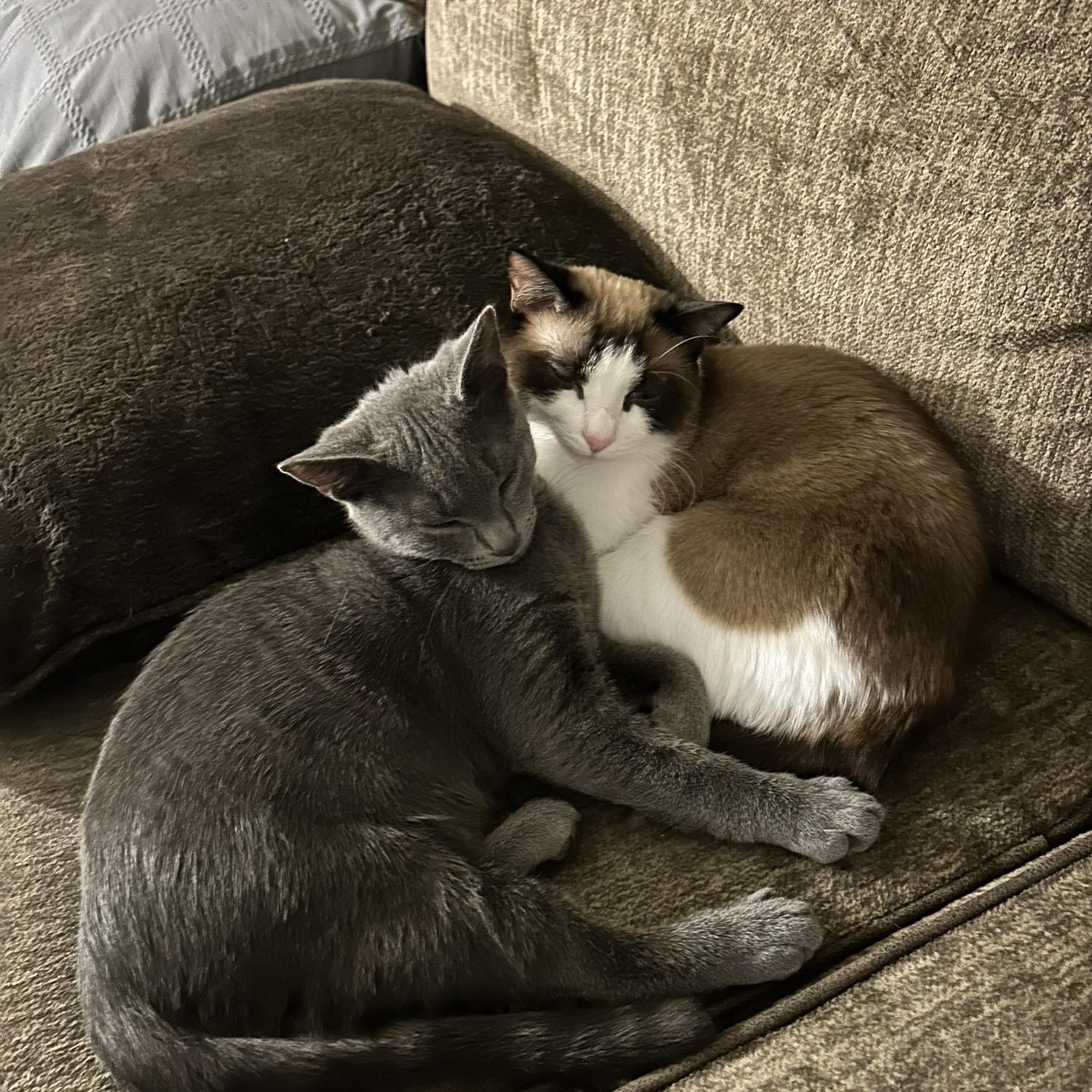 JUST LOOK AT THEM CUDDLING!! So cute ๐ฅน