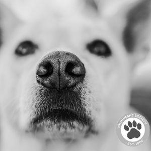 Donate to the New Hampshire Humane Society