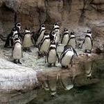 Saint Louis Zoo