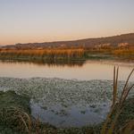 Arcata Marsh