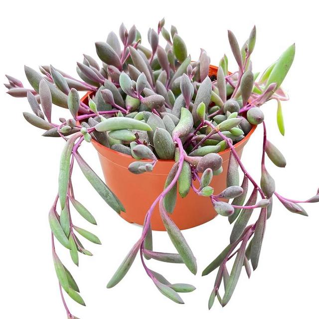 Live Succulent 4" Othonna Capensis Ruby Necklace, Rare Succulents Plants Fully Rooted in 4 inch Pots with Soil, Mini House Plant for Home Office Decoration, Wedding Party Favor Gift