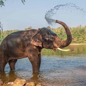 Santuario de Elefantes / Elephant Sanctuary