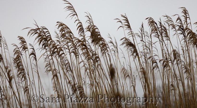 Footer image