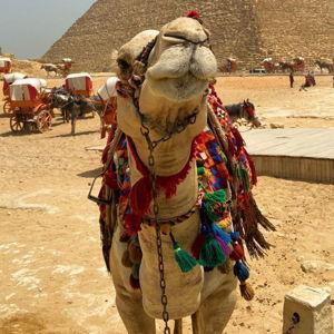 Camel Ride at Giza for Two
