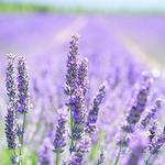 Lavender by the bay 