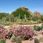 Desert Botanical Garden