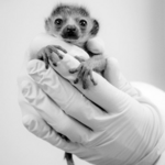 Duke Lemur Center