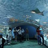 Shedd Aquarium