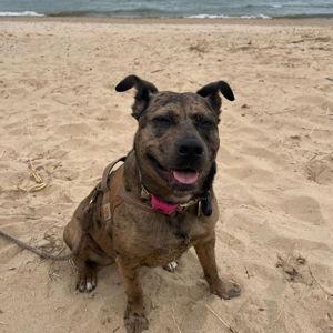 Our Pet Toy Fund