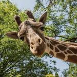 Oregon Zoo