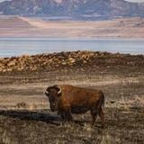 Antelope Island State Park
