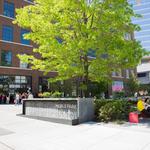 The Gulch