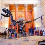 American Museum of Natural History