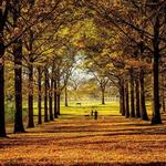 Danada Forest Preserve