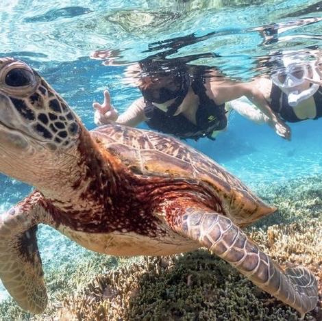 Snorkeling With Sea Turtles